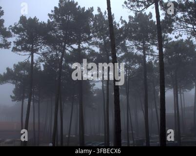 Kiefernwaldbäume im dichten Morgennebel Stockfoto