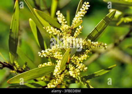 Eine Nahaufnahme von botanischen, lebhaft gelben, flauschigen Acacia-Blütenständen, die dicht entlang schlanker Stängel angeordnet sind, eingerahmt von schmalen grünen Blättern. Stockfoto