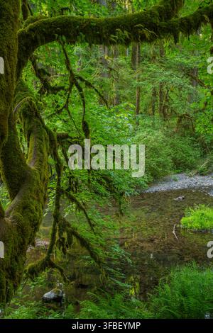 Ein ruhiger Blick auf üppige Grünflächen und einen sanften Bach, der hindurchfließt. Stockfoto