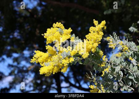 Helle gelbe Blüten des Queensland-Silberakazien blühen an einem Zweig eines einheimischen Akazienbaums Stockfoto