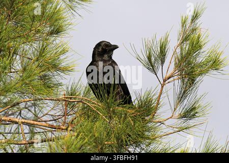 Ein einheimischer Torreskrähe (Corvus orru) sitzt ruhig zwischen den grünen Nadeln eines Kieferzweigs Stockfoto