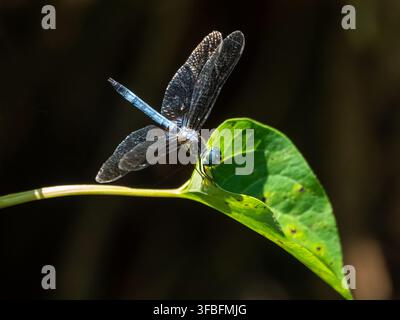 Nahaufnahme einer blauen Azurjungfer, die auf einem Blatt mit dunklem Hintergrund sitzt Stockfoto