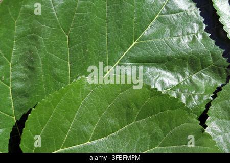Ein Vollformat-Hintergrund aus üppigen grünen Maulbeerblättern, die sich gegenseitig überlappen und ihre glänzende Textur und komplexen Adernmuster zeigen Stockfoto