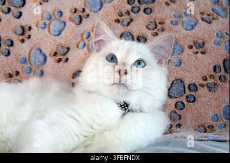 Eine wunderschöne rote Punkt-Ragdoll-Katze mit lebhaften blauen Augen, die nach oben schaut, während sie auf einer Pfotenabdruck-Decke ruht Stockfoto