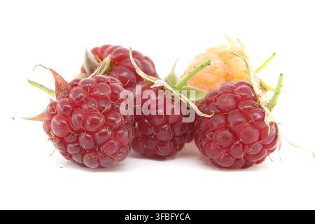 Makroaufnahme von verschiedenen frisch gepflückten Himbeeren mit lebendigen roten und blassgoldenen Beeren. Sanfte Studiolichtbeleuchtung unterstreicht die feine Textur und Stockfoto
