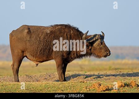 Ein Afrikanischer Büffel (Syncerus caffer) Bulle steht in seinem natürlichen Lebensraum, Chobe-Nationalpark, Botswana Stockfoto