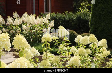 Weiße Rispenhortensien blühen in einem üppigen Garten im Sommer und bieten eine schöne Ziergestaltung Stockfoto