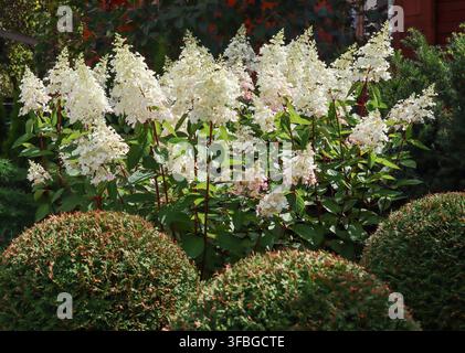 Hydrangea paniculata 'Limelight' wächst in einem Garten, weiße und rosa kegelförmige Blüten blühen Stockfoto