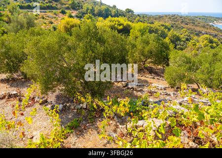 Alter Olivenhain mit Trockenmauern, ausgewachsenen Olivenbäumen und mediterraner Vegetation unter einem klaren blauen Himmel. Traditionelle Agrarlandschaft Stockfoto