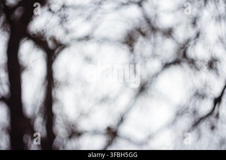 Abstrakte künstlerische Nahaufnahme eines unscharfen Baumzweigs, der weiche kreisförmige Bokeh-Lichtmuster und träumerische, ätherische Texturen in der Natur erzeugt Stockfoto