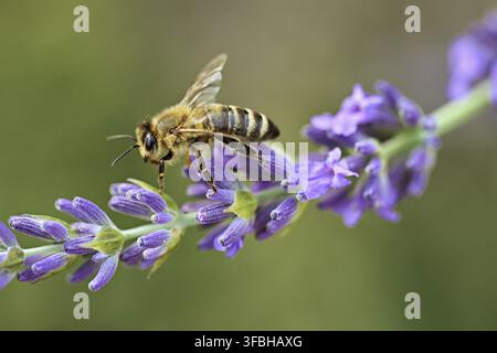 Westliche Honigbiene (Apis mellifera) auf einer Gewürzlavendelblüte (Lavandula angustifolia), Meienberg, Kanton Aargau, Schweiz Stockfoto