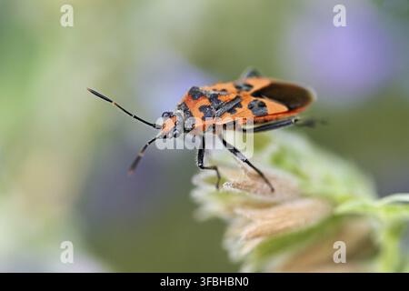 Zimtwanze (Corizus hyoscyami), Meienberg, Kanton Aargau, Schweiz Stockfoto