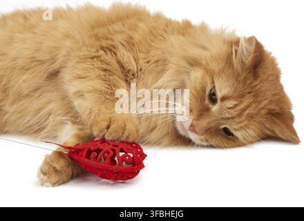 Erwachsene rothaarige Hauskatze liegt auf weißem Grund und hält ein rotes Herz in den Pfoten, süßes Gesicht Stockfoto