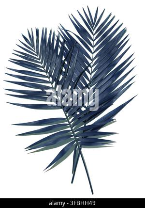 Dunkelblaues Palmenblatt auf weißem isoliertem Hintergrund Stockfoto