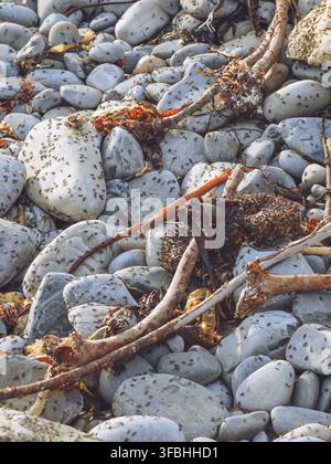 Seetang- oder Algenfliegen, die Felsen und Algen an einem Strand bedecken (Coelopa frigida) Stockfoto
