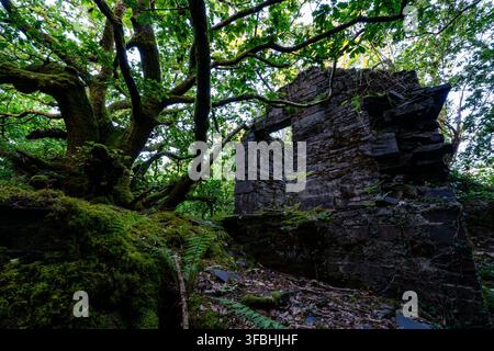 Verfallenes Schiefergebäude-Ruine, teilweise umschlossen von moosbewachsenen Eichenästen und Waldlaub in Dorothea Quarry Stockfoto