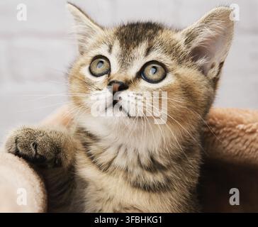 Kätzchen golden getickt britische Chinchilla gerade, Katze schaut auf Stockfoto