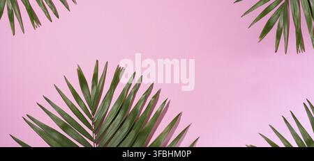 Grüne Palmenblätter mit Schatten auf pinkfarbenem Hintergrund. Flach verlegt Stockfoto