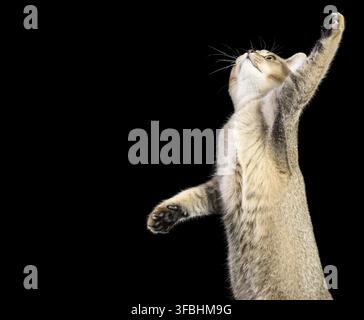 Graues Kätzchen Scottish Straight Chinchilla auf schwarzem Hintergrund, die Katze hob ihre Vorderpfote hoch Stockfoto