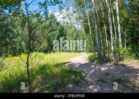 Ein Feldweg, der mit Birken und hohem grünem Gras gesäumt ist, im hellen Sonnenlicht. Eine friedliche Natur- und Cottagecore-Sommerlandschaft. Stockfoto