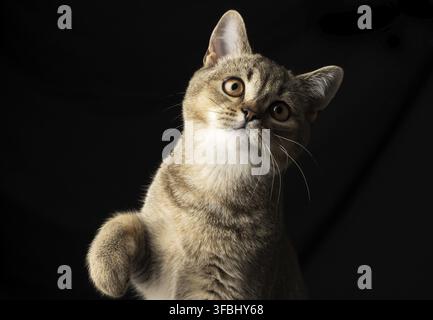 Porträt eines grauen Kätzchens schottische, gerade Chinchilla auf schwarzem Hintergrund blickt die Katze auf die Kamera Stockfoto