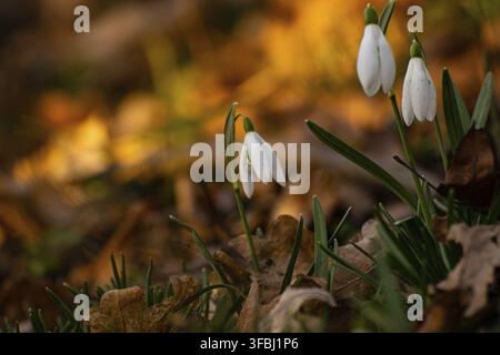Wildschneeglöckchen in einem Wald Stockfoto