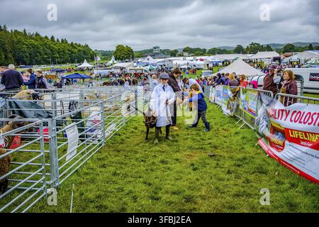 England Cartmel 3. August 2016 Schafe in Ställen, die auf die Beurteilung bei der Cartmel-Schau warten Stockfoto