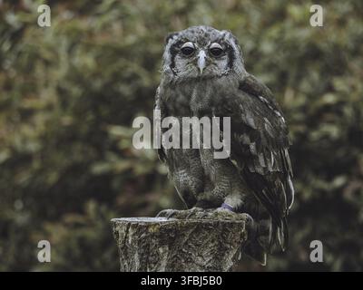 Hochsitzer Verreauxs-Uhu im Naturschutzzentrum Stockfoto