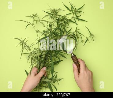 Weibliche Hände halten einen Hanfstrauch und eine hölzerne Lupe. Konzept der Suche nach alternativen Behandlungen, medizinischer Cannabis-Behandlung Stockfoto