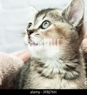 Kätzchen golden getickt britische Chinchilla gerade, Katze schaut auf Stockfoto