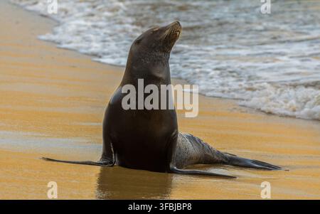 Ein kalifornischer Seelöwe auf einem nassen Sandstrand zur Goldenen Stunde in der klassischen „Sonnenschutz“-Pose. Half Moon Bay, San Mateo County, Kalifornien. Stockfoto