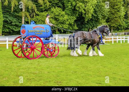 England Cartmel 3. August 2016 Shire-Pferde zeigen sich im Ring auf der Carmel Show Stockfoto