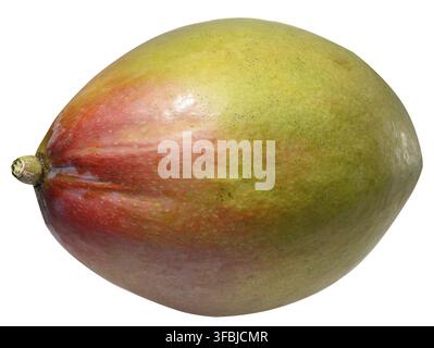 Ganze Mango mit glatter Haut, tropische Früchte auf isoliertem Hintergrund Stockfoto