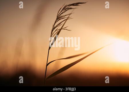 Nahaufnahme eines zarten trockenen Schilfstengels und einer Samenkapsel, die sich vor einem hell leuchtenden Sonnenuntergangshimmel mit sanftem goldenem Licht und natürlicher Atmosphäre abzeichnen Stockfoto