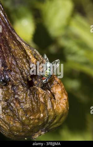 Eine Goldfliege (Lucilia spec.) auf einer überreifen Feige (Ficus carica), Weilerswist, Nordrhein-Westfalen, Deutschland Stockfoto