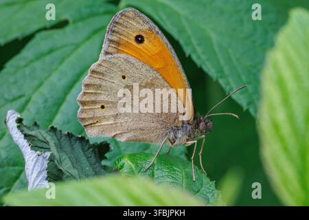 Wiesenfalter - Maniola jurtina auf einem Himbeerblatt im Garten Stockfoto