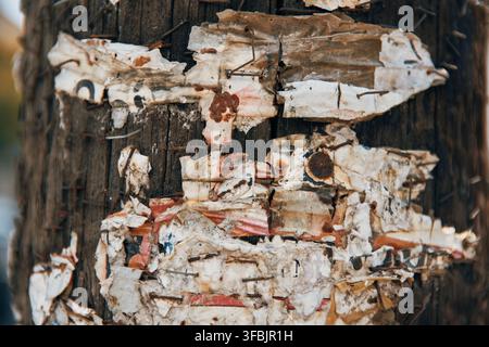 Nahaufnahme von verwitterten und geschichteten, zerrissenen Papierplakaten, die mit rostigen Heftklammern an einem alten dunklen Holz-Strommast befestigt sind und eine strukturierte Oberfläche erzeugen. Stockfoto