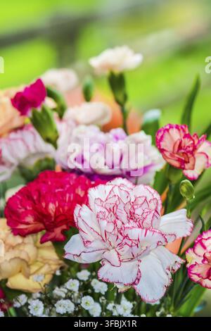 Floraler Hintergrund mit mehrfarbigen Blumen. Schönes Bouquet aus Nelken. Bunte Nelken. Orangefarbene Nelken und gelbe Gerbera blühen in Stockfoto