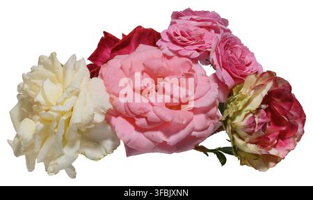 Strauß aus mehrfarbigen Rosen aus nächster Nähe, isolierter Hintergrund Stockfoto