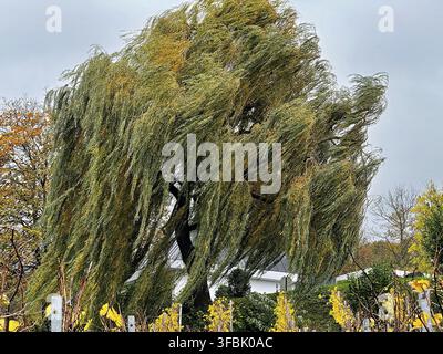 Nahaufnahme einer großen, dichten Trauerweide im Herbst. Die langen, herabhängenden Äste und Blätter werden stark vom Wind gefegt und flattern dramatisch Stockfoto