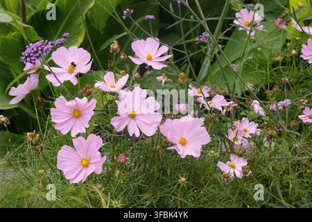Rosa Kosmeien blühen im Sommergarten. Stockfoto