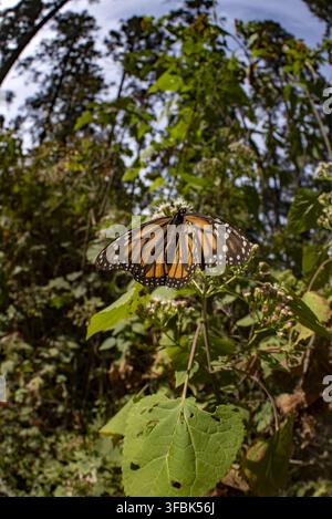 Ansicht eines Monarchfalken, der auf einer blühenden Pflanze im Monarchfalkenschutzgebiet El Rosario in Mineral de Angangueo, Michoacán, Mexiko ruht. Stockfoto