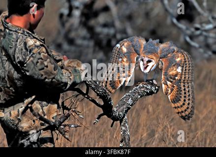 Juvinile Barn Owl gerettet. Stockfoto