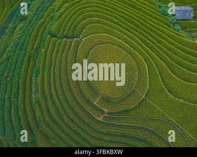 Luftaufnahme von üppigen grünen Terrassenreisflächen Stockfoto