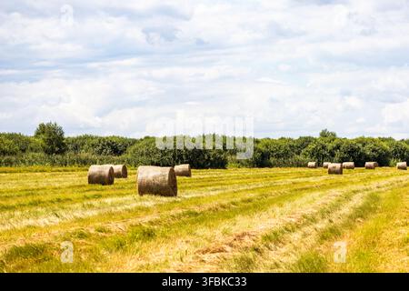 Goldene runde Heuballen ruhen auf einem frisch gemähten Feld mit Reifenspuren unter einem bewölkten Himmel während der Sommerernte. Stockfoto