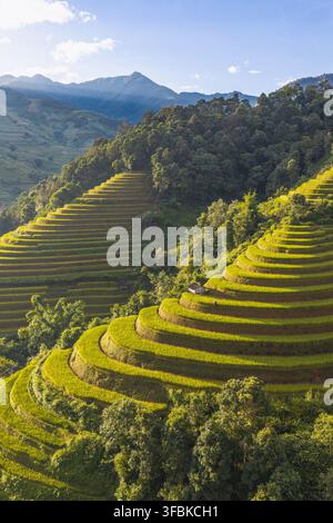 Üppige grüne Reisterrassen an einem sonnigen Berghang in Vietnam Stockfoto