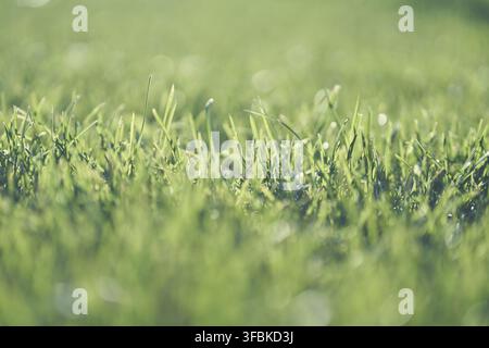 Unscharfer Hintergrund mit grünem Gras. Garten mit hellem Gras, der verwendet wird, um einen grünen Hintergrund zu erzeugen, strukturierter Hintergrund mit Unschärfe. Stockfoto