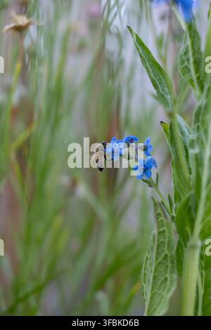 Honigbiene bestäubt eine kleine blaue Blume im Freien Stockfoto