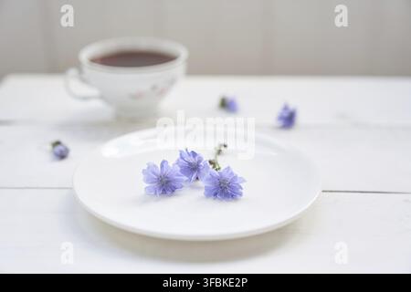 Cichorienblüten in einer Untertasse, auf hellem Hintergrund. Blüten von gewöhnlicher Wegwarte oder zweihäusigem Cichorium. Mit Platz zum Kopieren. Stockfoto
