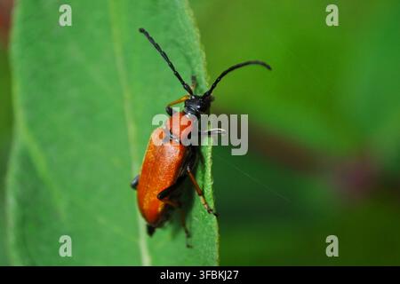 Nahaufnahme eines roten Langhornkäfers (Stictoleptura rubra), der im natürlichen Licht auf einem grünen Blatt ruht. Stockfoto